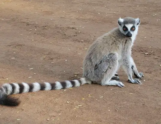 Picture of a ring-tailed lemur (Lemur catta)