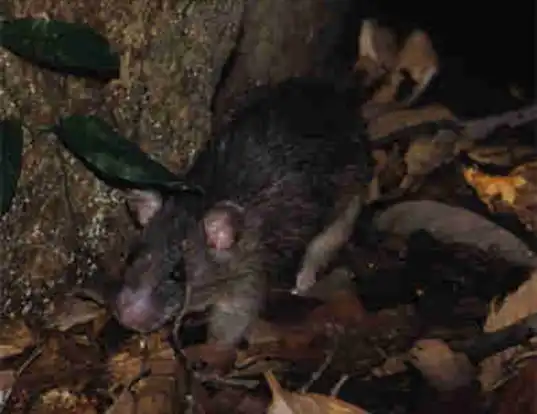 Picture of a gray tree rat (Lenothrix canus)