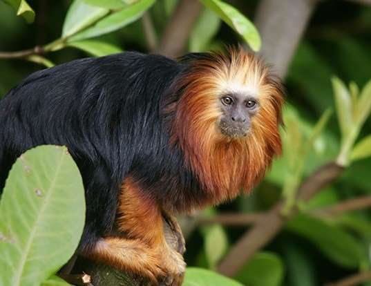 Picture of a golden-headed lion tamarin (Leontopithecus chrysomelas)