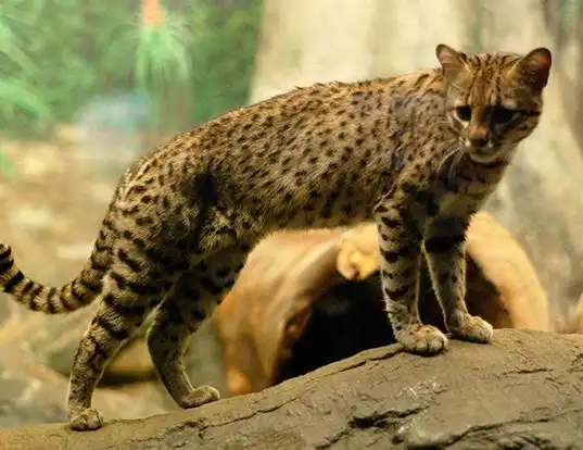 Picture of a geoffroy's cat (Leopardus geoffroyi)
