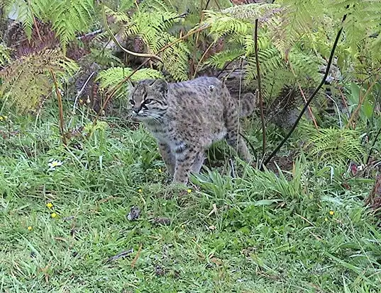 Picture of a chilean cat (Leopardus guigna)