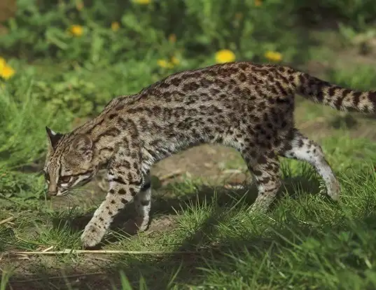 Picture of a oncilla (Leopardus tigrinus)