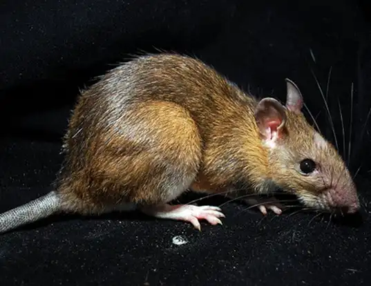Picture of a long-tailed giant rat (Leopoldamys sabanus)