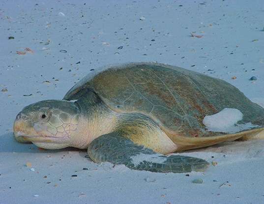 Picture of a kemp's ridley (Lepidochelys kempii)