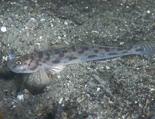 Picture of a bay goby (Lepidogobius lepidus)