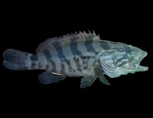 Picture of a grey rockcod (Lepidonotothen squamifrons)