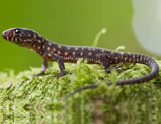 Picture of a yellow-spotted night lizard (Lepidophyma flavimaculatum)