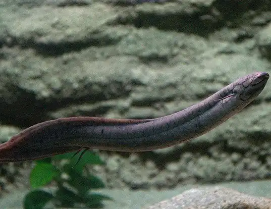 Picture of a south american lungfish (Lepidosiren paradoxa)