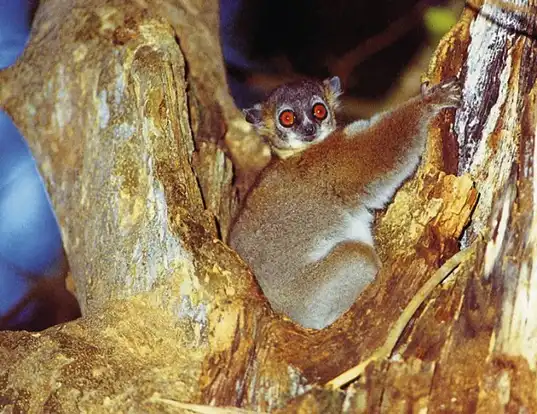Picture of a weasel sportive lemur (Lepilemur mustelinus)