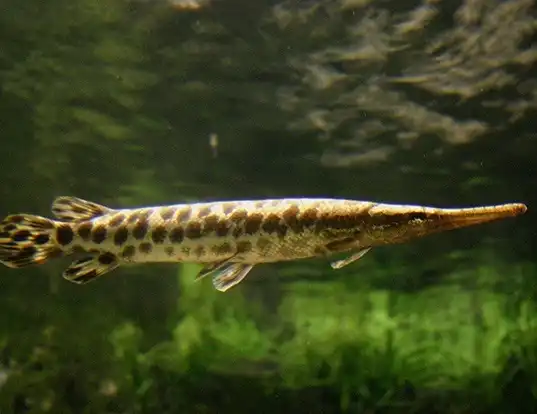 Picture of a spotted gar (Lepisosteus oculatus)