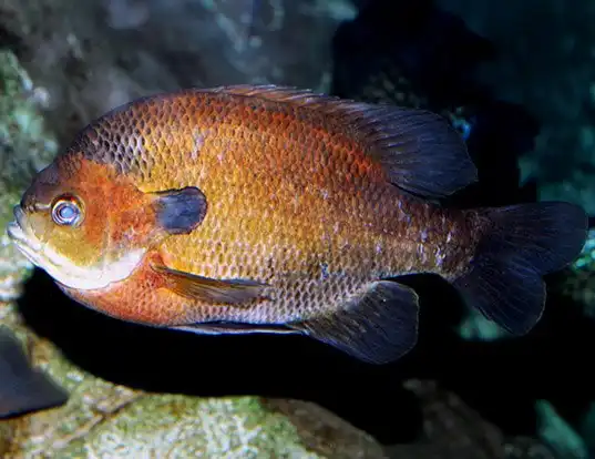Picture of a redbreast sunfish (Lepomis auritus)