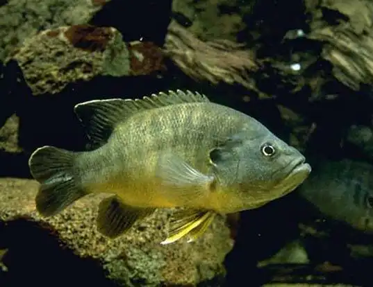 Picture of a green sunfish (Lepomis cyanellus)