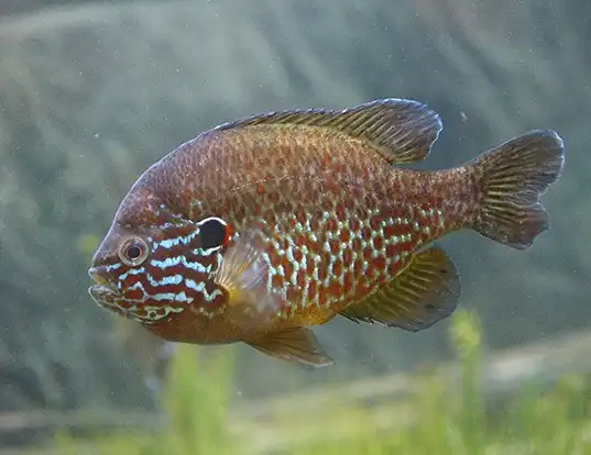 Picture of a pumpkinseed (Lepomis gibbosus)