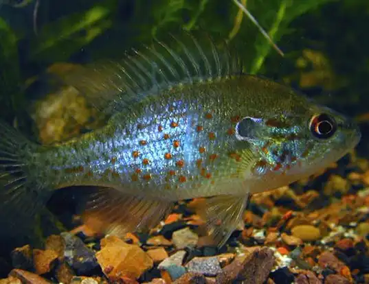 Picture of a orangespotted sunfish (Lepomis humilis)