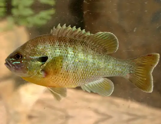 Picture of a bluegill (Lepomis macrochirus)
