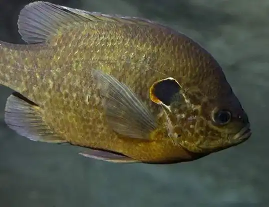 Picture of a redear sunfish (Lepomis microlophus)