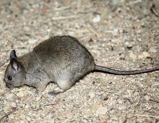 Picture of a greater stick-nest rat (Leporillus conditor)