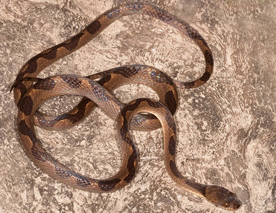 Picture of a american annulated snake (Leptodeira annulata)