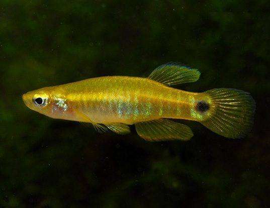Picture of a pygmy killifish (Leptolucania ommata)