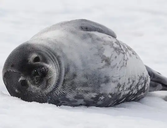 Picture of a weddell seal (Leptonychotes weddellii)