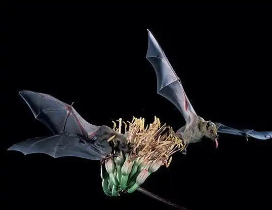 Picture of a curacaoan long-nosed bat (Leptonycteris curasoae)