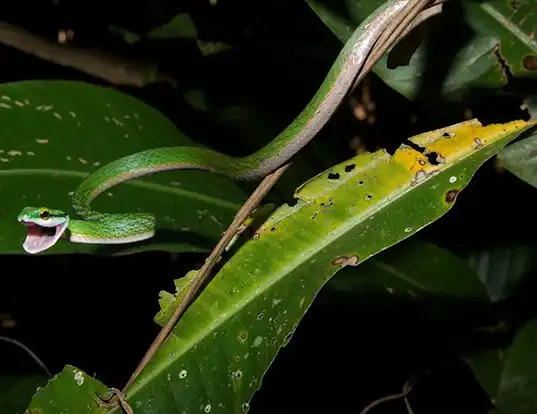 Picture of a parrot snake (Leptophis mexicanus)