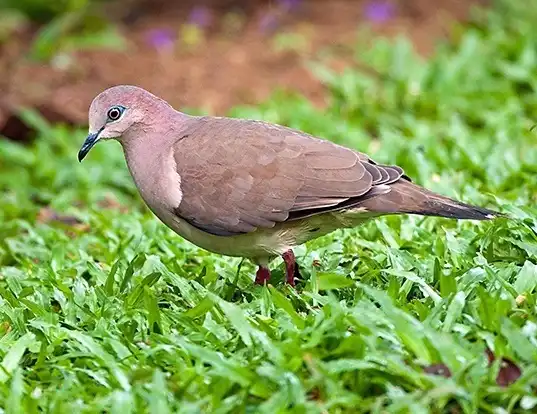 Picture of a white-tipped dove (Leptotila verreauxi)