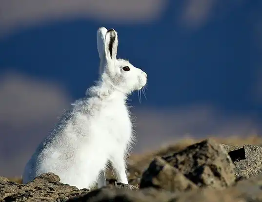 Picture of a arctic hare (Lepus arcticus)