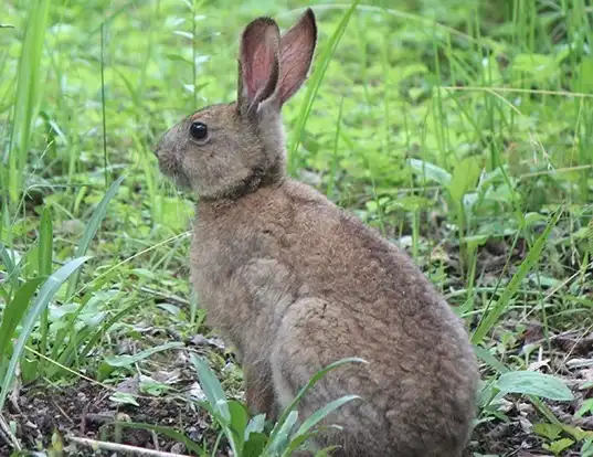Picture of a japanese hare (Lepus brachyurus)