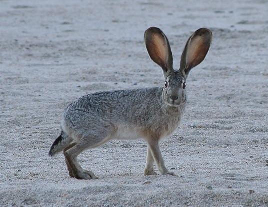 Picture of a black-tailed jack rabbit (Lepus californicus)