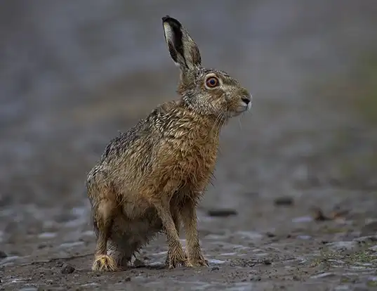 Picture of a european hare (Lepus europaeus)