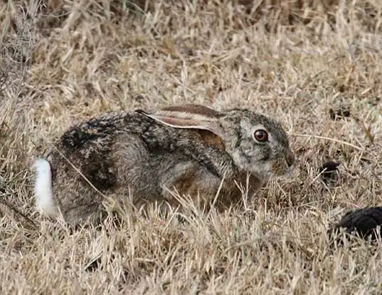 Picture of a scrub hare (Lepus saxatilis)