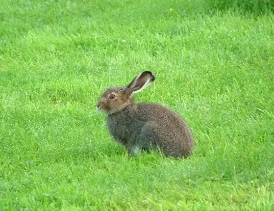 Picture of a mountain hare (Lepus timidus)