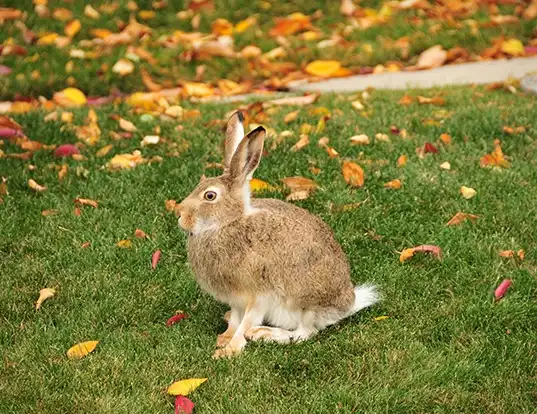 Picture of a white-tailed jackrabbit (Lepus townsendii)