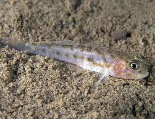 Picture of a fries' goby (Lesueurigobius friesii)