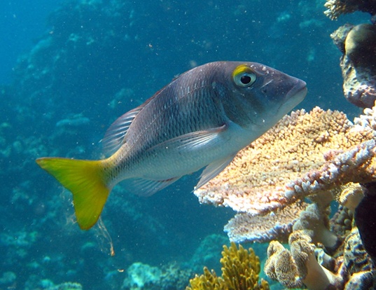 Picture of a pacific yellowtail emperor (Lethrinus atkinsoni)
