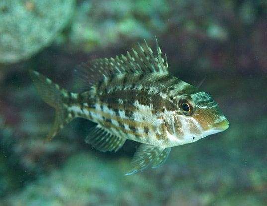 Picture of a longspine emperor (Lethrinus genivittatus)