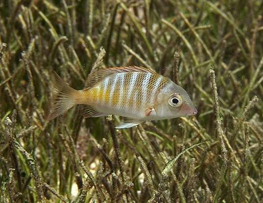 Picture of a sky emperor (Lethrinus mahsena)