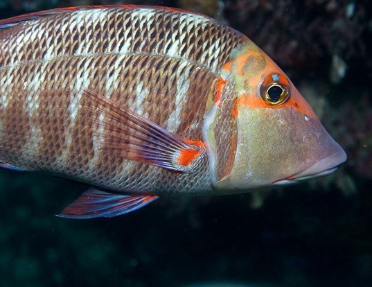 Picture of a sweetlip emperor (Lethrinus miniatus)