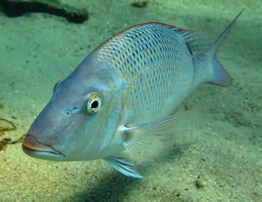 Picture of a spangled emperor (Lethrinus nebulosus)