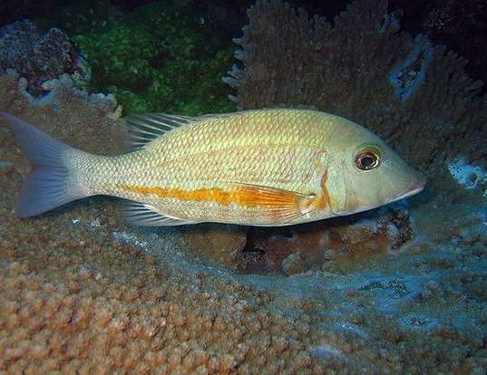 Picture of a orange-striped emperor (Lethrinus obsoletus)