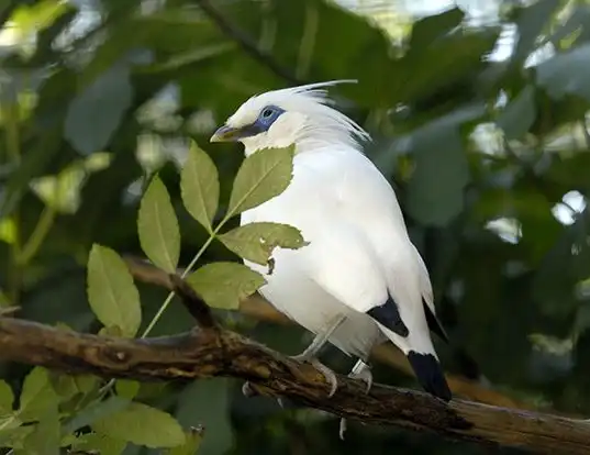 Picture of a bali starling (Leucopsar rothschildi)