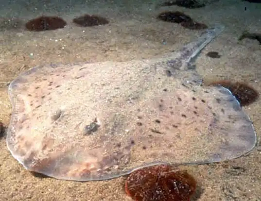 Picture of a little skate (Leucoraja erinacea)