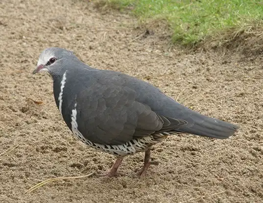 Picture of a wonga pigeon (Leucosarcia melanoleuca)