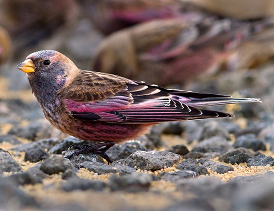 Picture of a asian rosy-finch (Leucosticte arctoa)