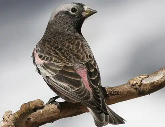 Picture of a black rosy-finch (Leucosticte atrata)