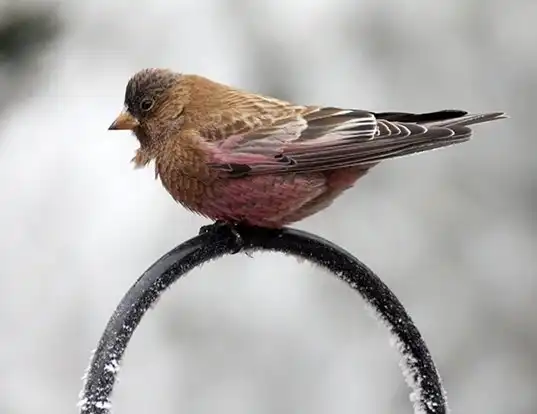 Picture of a brown-capped rosy finch (Leucosticte australis)