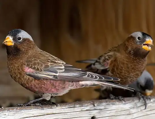 Picture of a gray-crowned rosy-finch (Leucosticte tephrocotis)