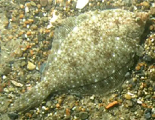 Picture of a yellowtail flounder (Limanda ferruginea)