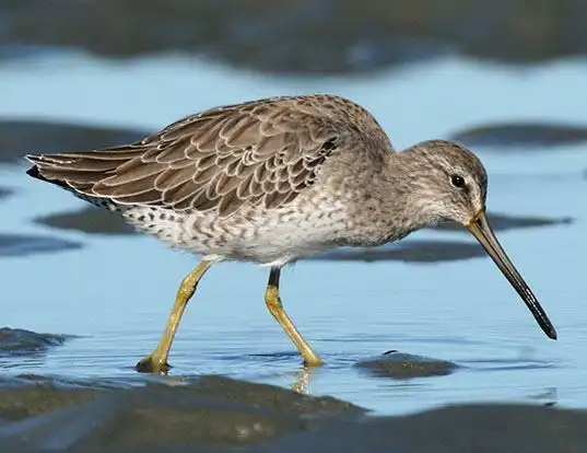 Picture of a short-billed dowitcher (Limnodromus griseus)